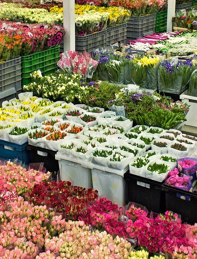 Квіти Львів – доставка і гуртовий продаж з FloraSklad